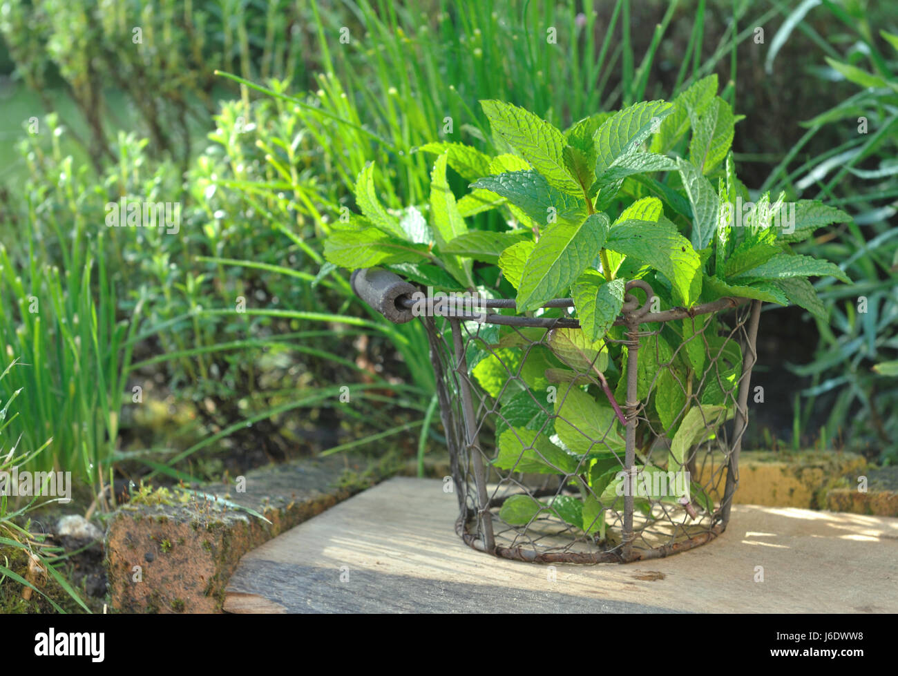 basket of mint in front of other aromatic plants of the garden Stock Photo