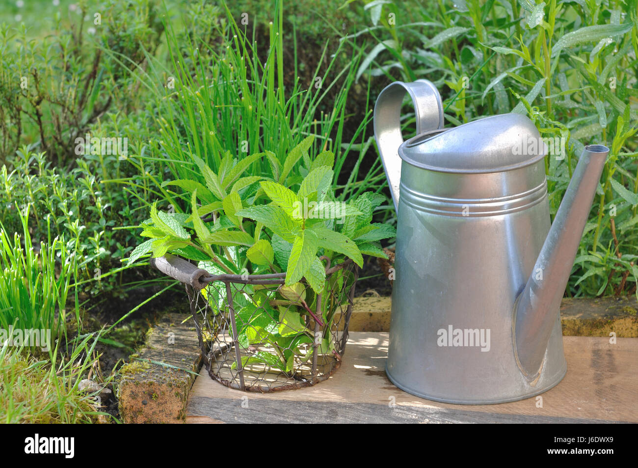 basket of mint in front of other aromatic plants with watering can Stock Photo