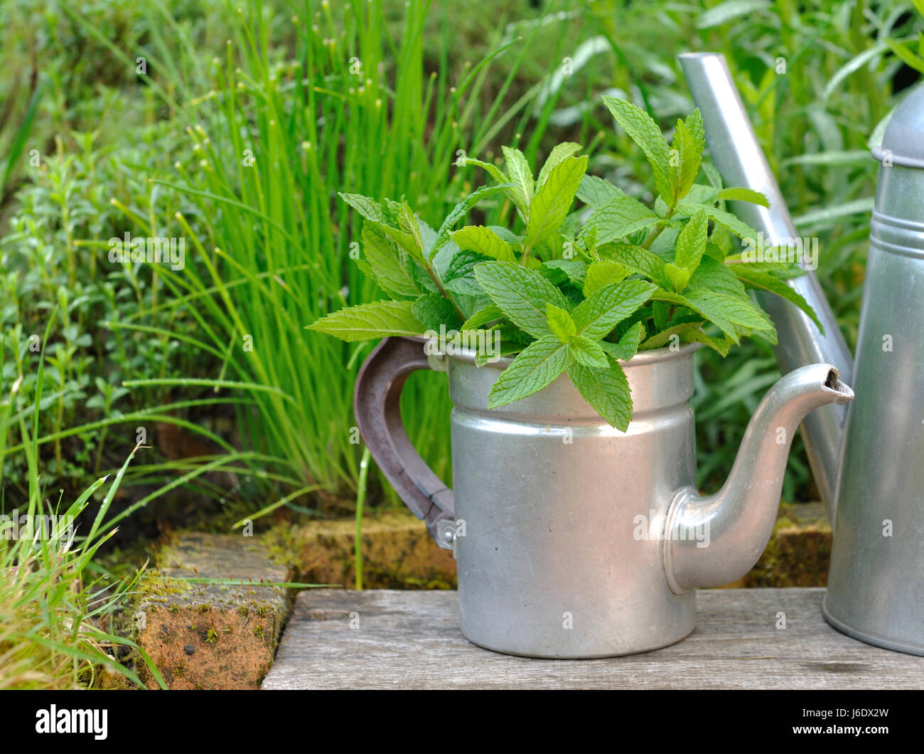 mint leaf in retro teapot in front of aromatic plants of the garden Stock Photo