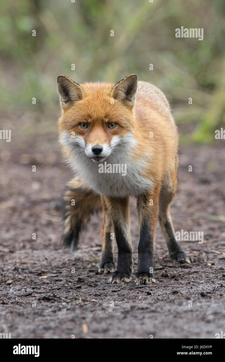Fox on woodland floor Stock Photo