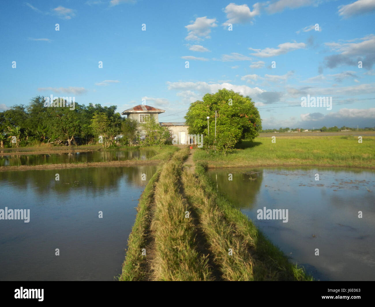 This image showcases the paddy fields in Parcutela, San Isidro, Gapan ...