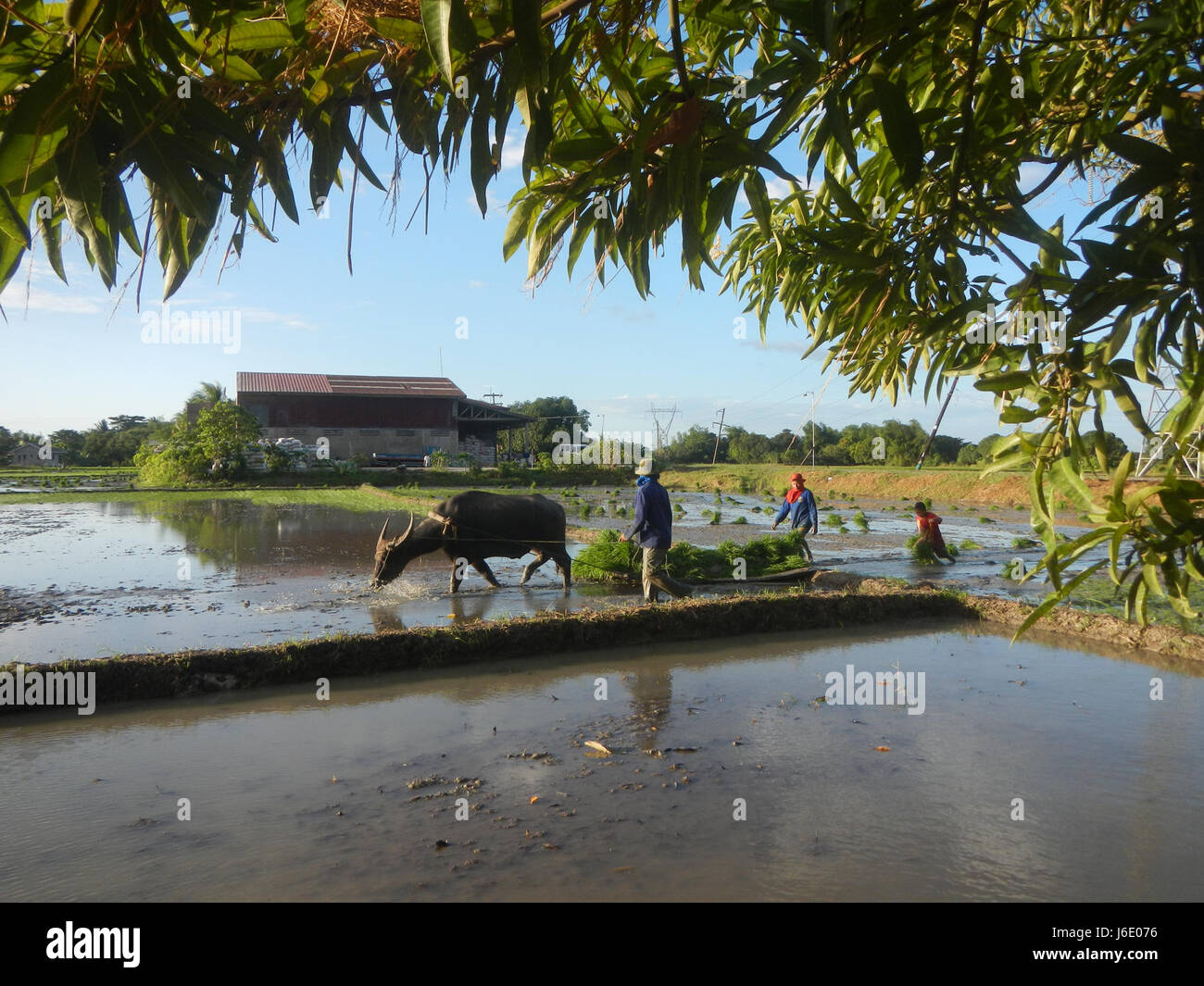The image shows the paddy fields in Parcutela, San Isidro, Gapan City ...