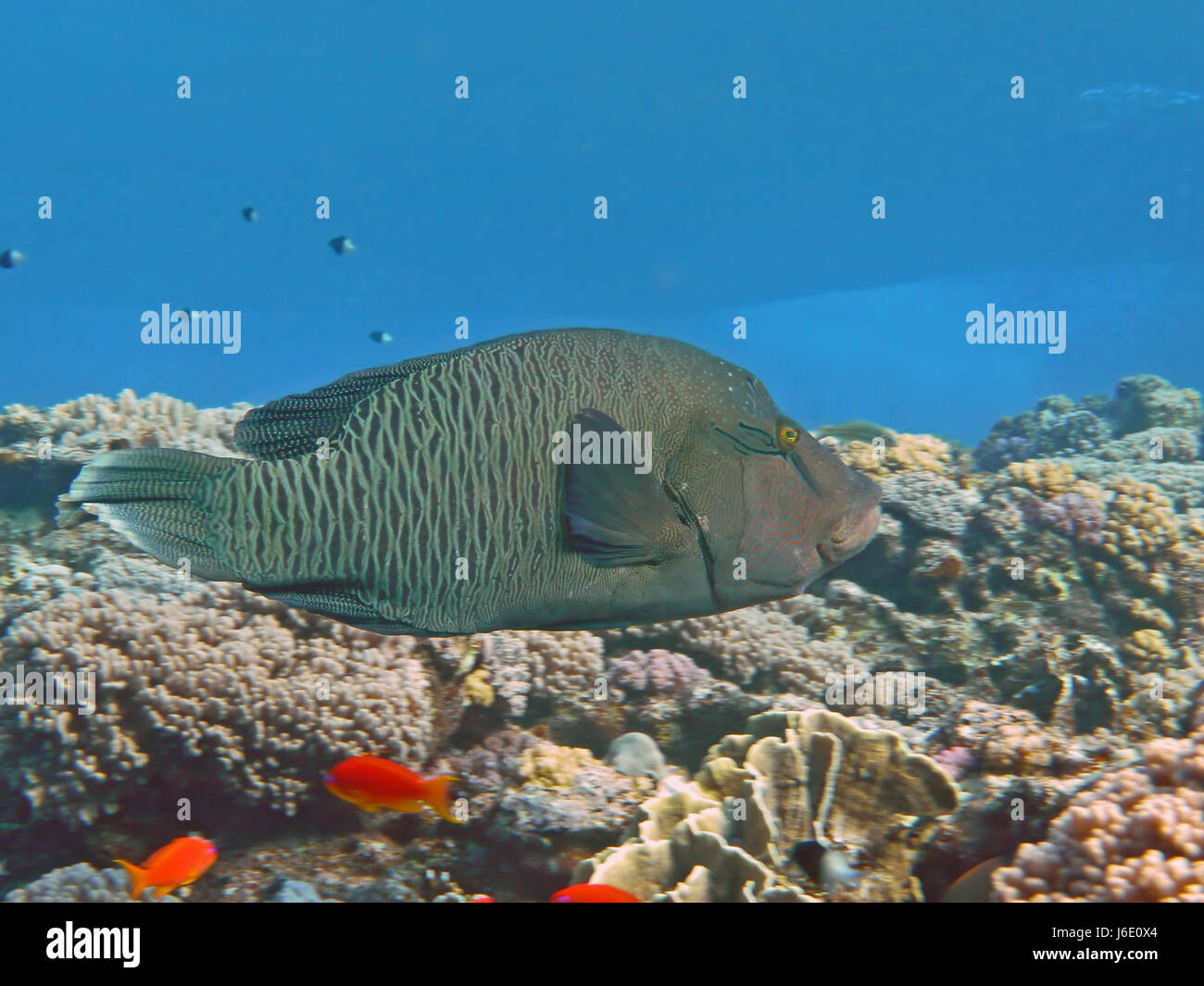 napoleon in the red sea Stock Photo