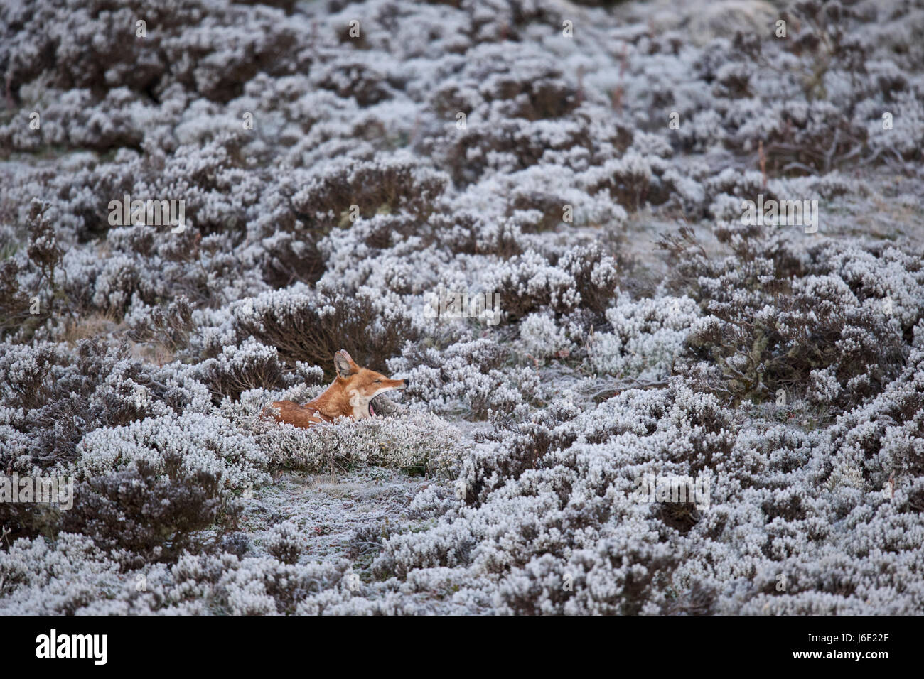 Africa, Ethiopia, Bale Mountains National Park, Web Valley. Ethiopian