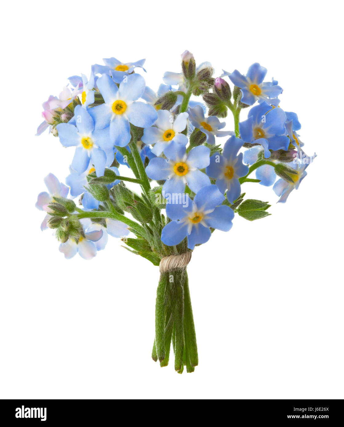 Forget Me Not Isolated Stock Photos - 13,835 Images