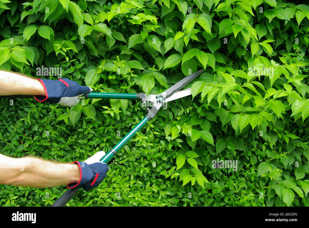 hedge cut cut a hedge 08 Stock Photo Alamy
