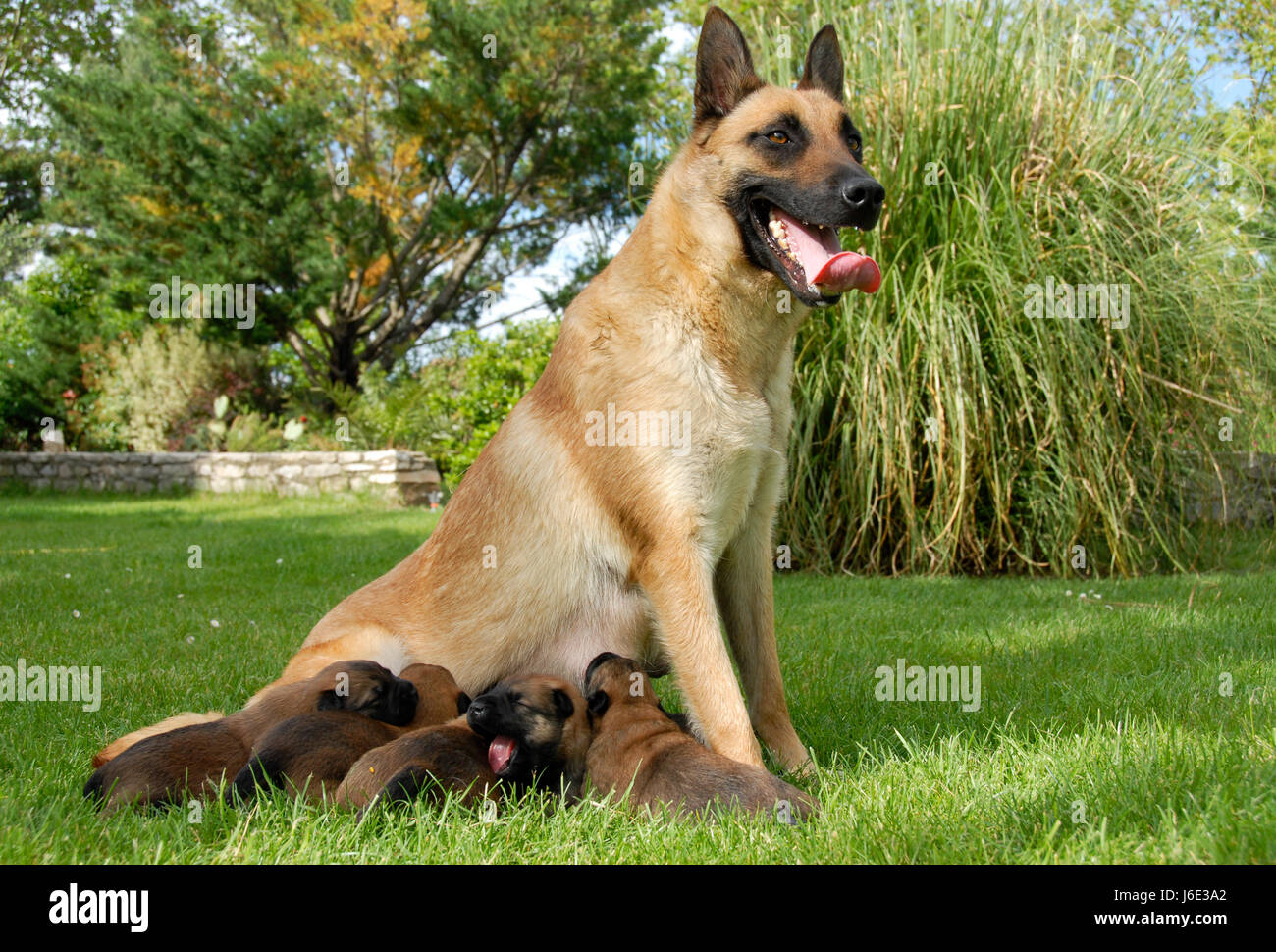 female dog puppy shepherd belgian puppies whelps pupies animal pet guard small Stock Photo