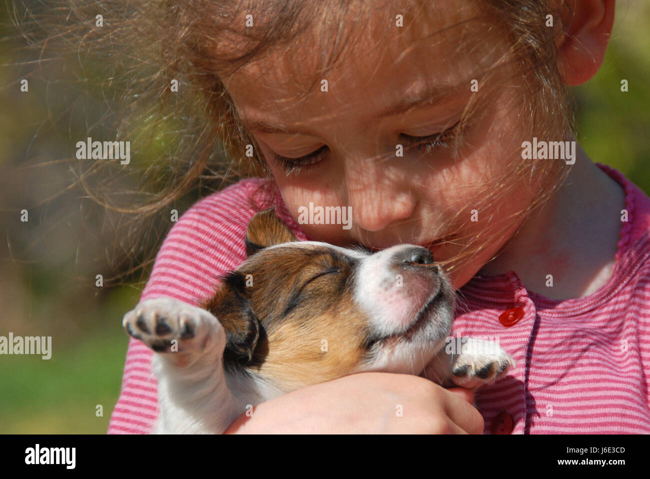 pet jack puppy clicking terrier journal box child animal small tiny little Stock Photo