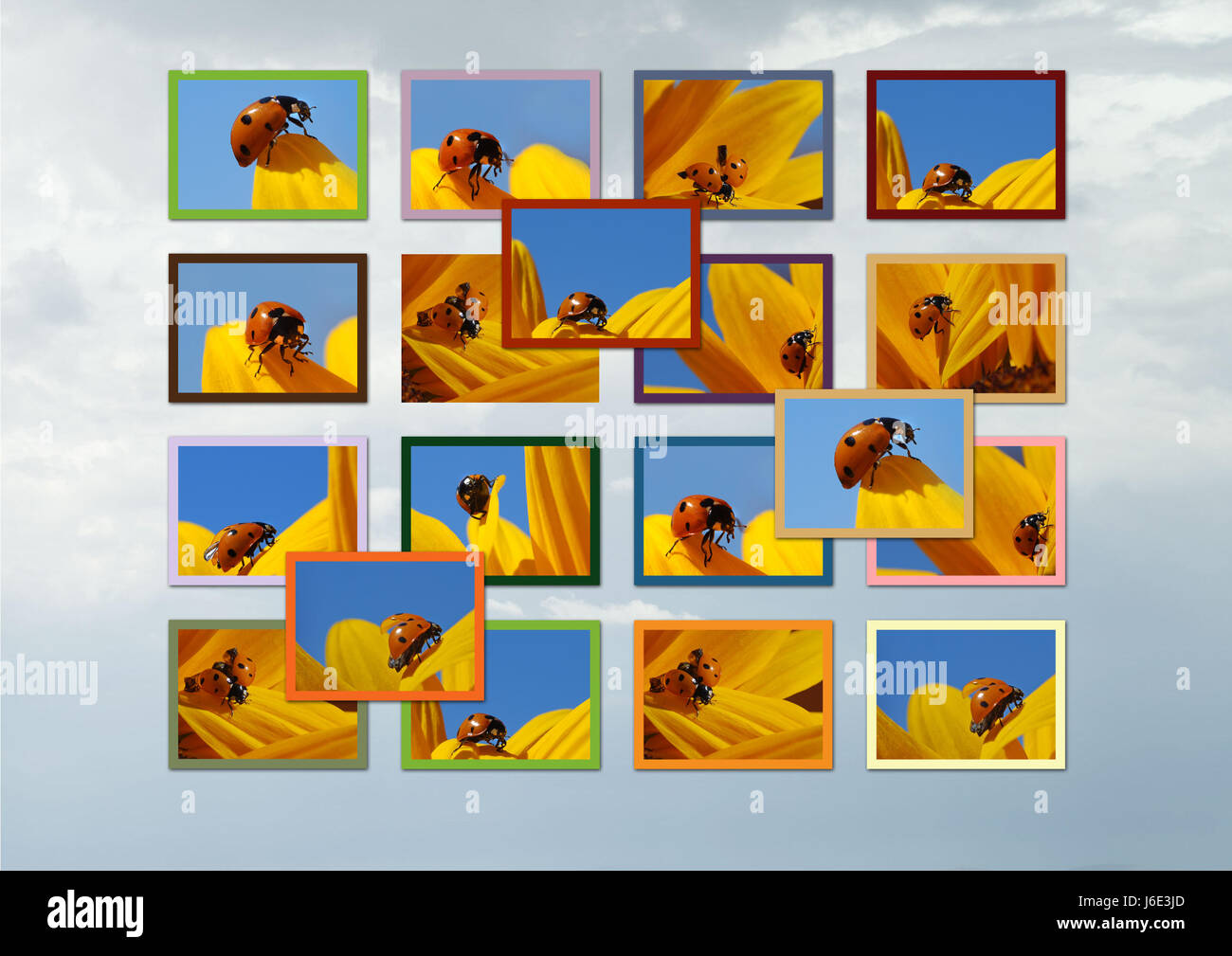 ladybugs collage Stock Photo