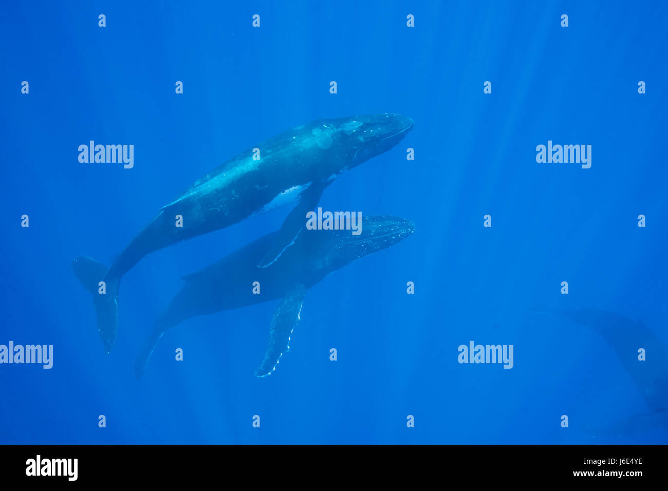 Megaptera humpback whale (Megaptera novaeangliae), Pacific Ocean Stock Photo - Alamy