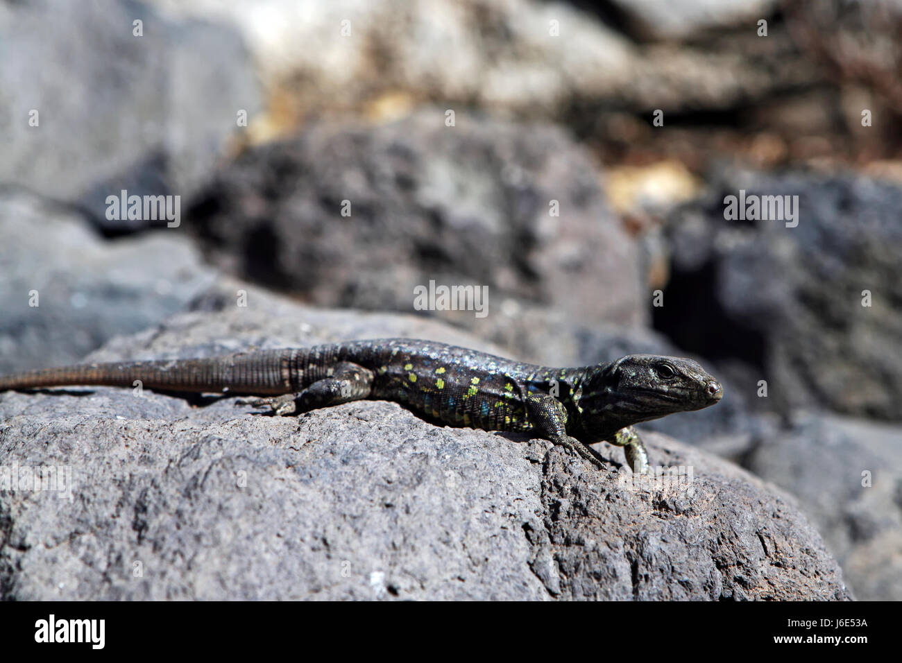 lizard Stock Photo