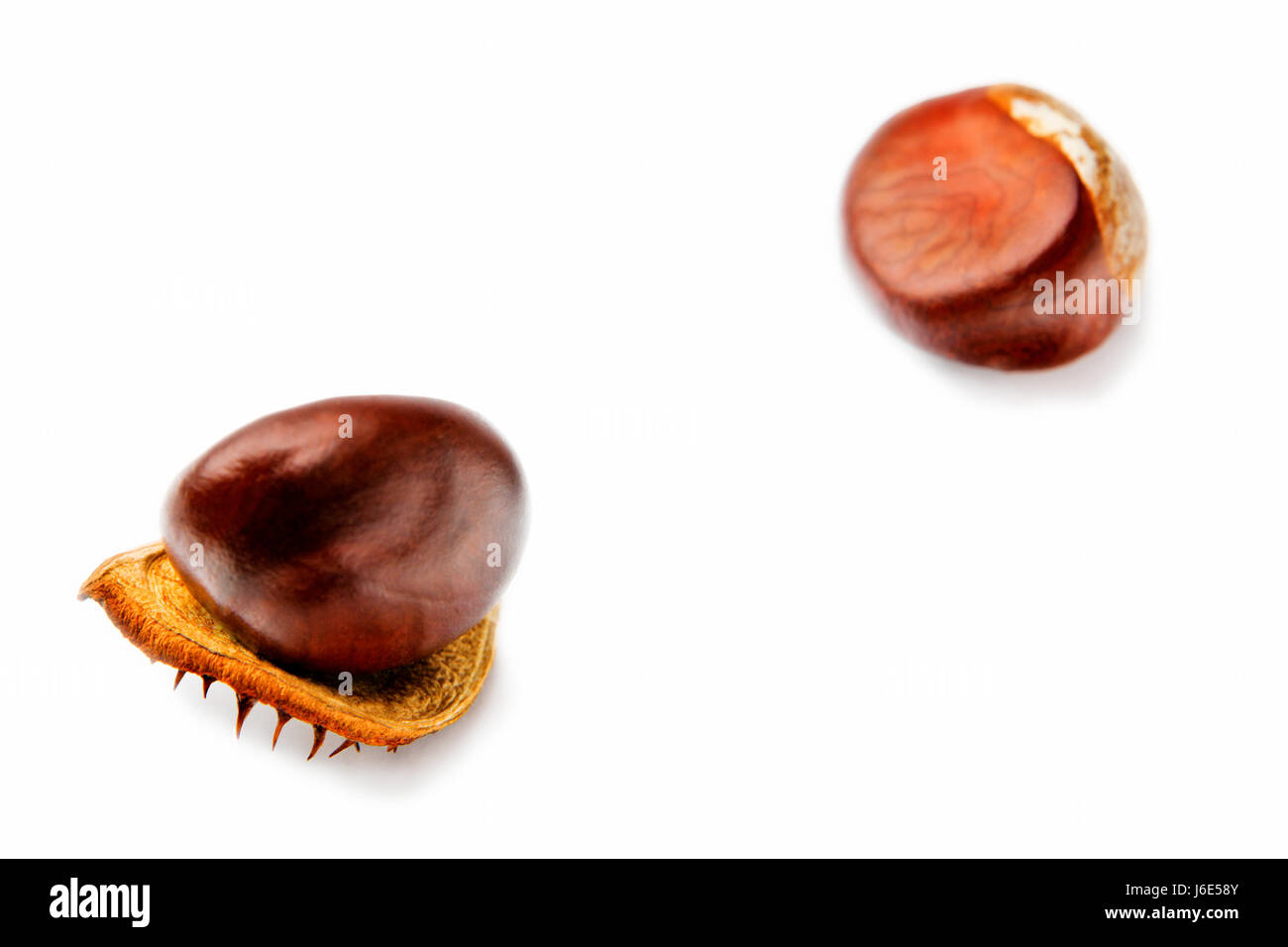 chestnut backdrop background white fall autumn autumn background ...