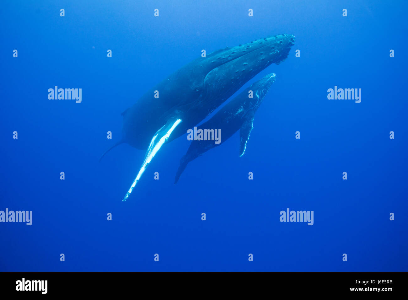 Megaptera humpback whale (Megaptera novaeangliae), Pacific Ocean Stock Photo - Alamy