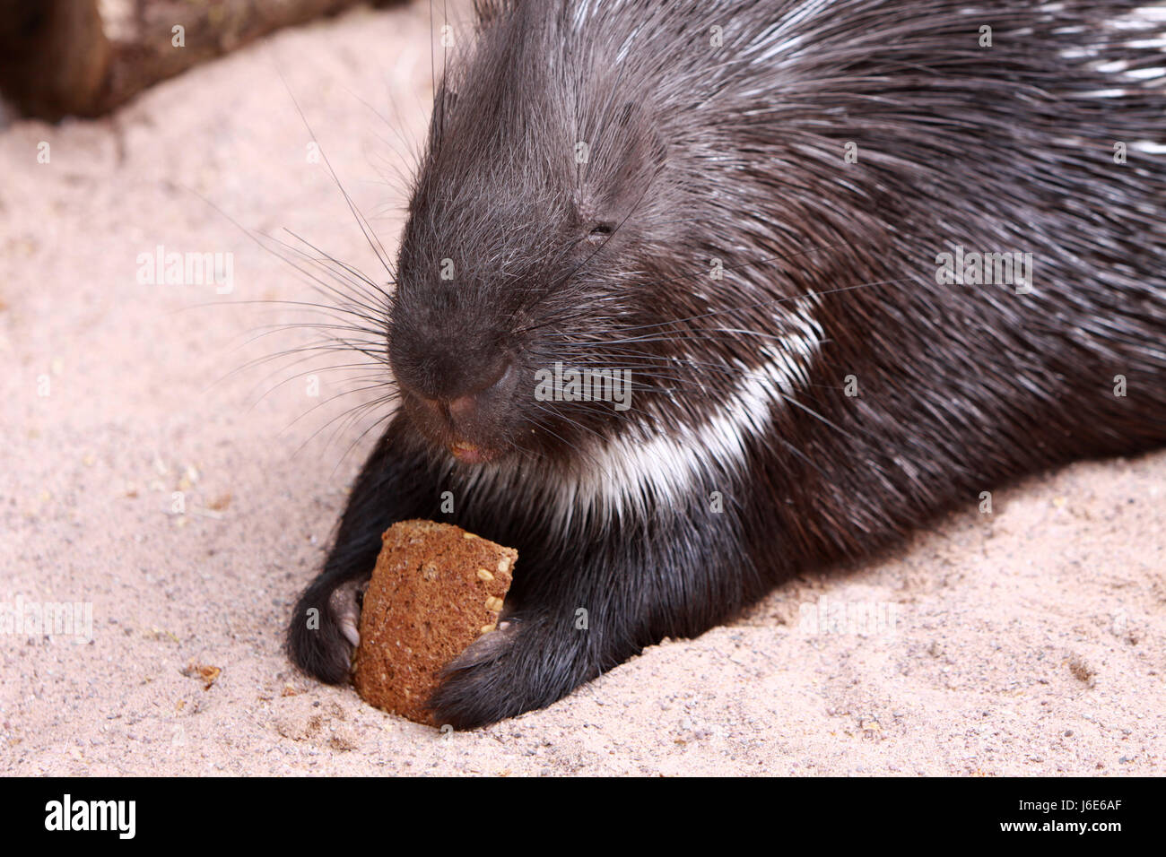 Porcupine hires stock photography and images Alamy