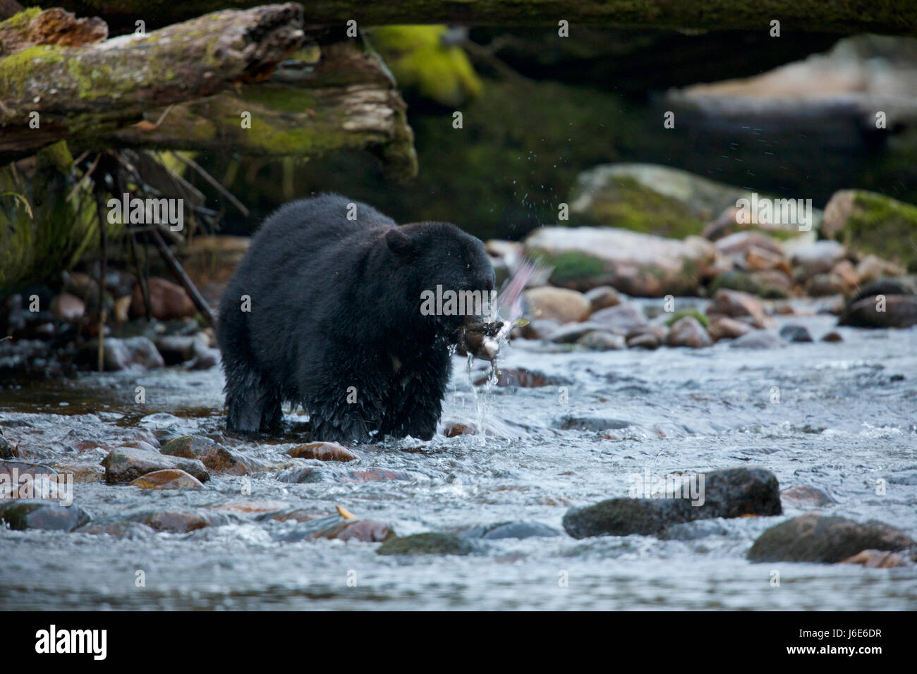 Kermode bear (Ursus americanus kermodei), also known as the 'spirit bear', British Columbia Stock Photo