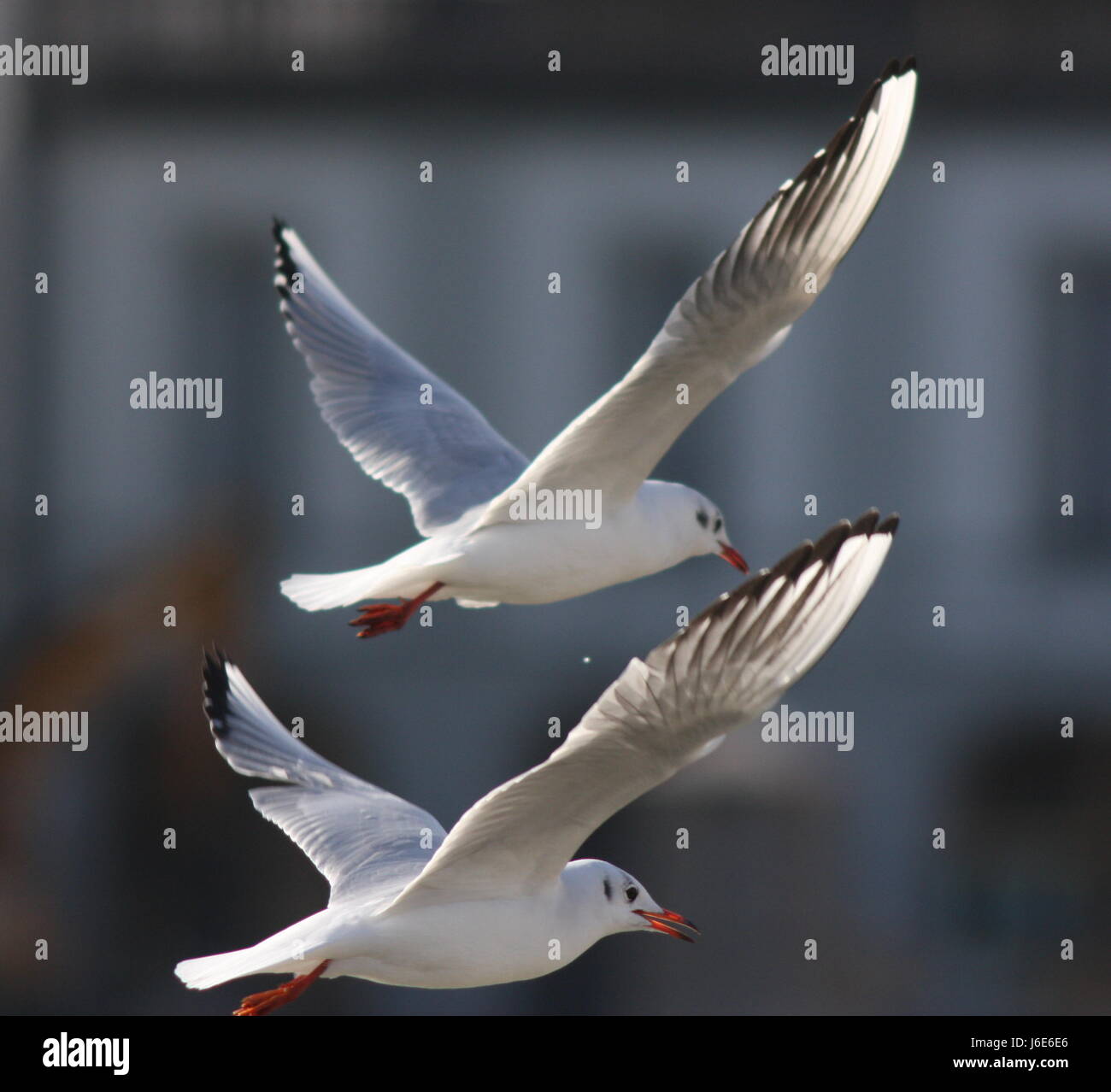 Synchronous Flight Synchronous flying hi-res stock photography and images - Alamy