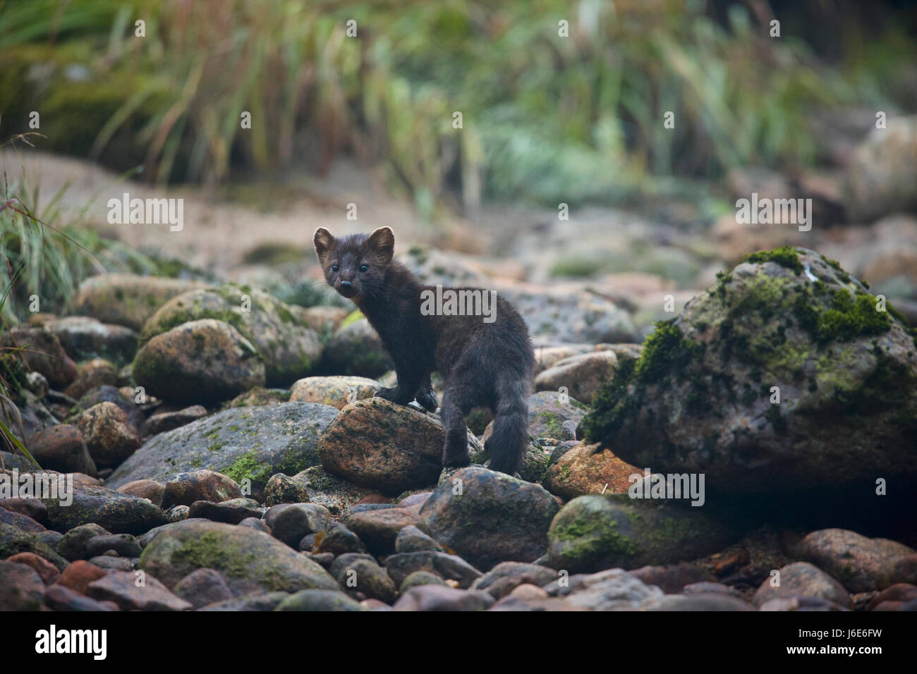 Martes zibellina hires stock photography and images Alamy