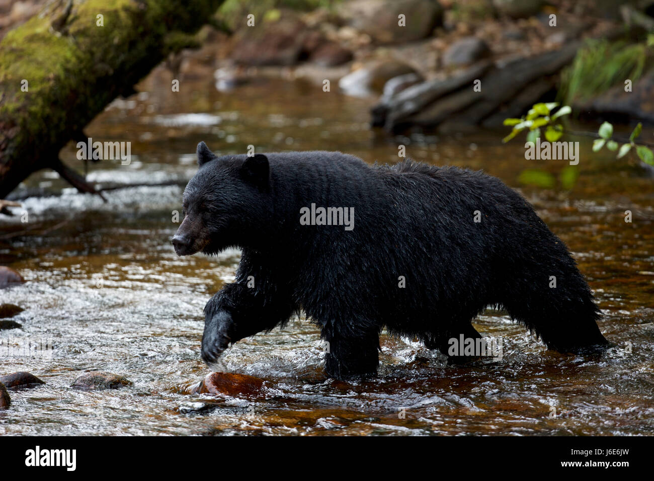 Kermode bear (Ursus americanus kermodei), also known as the 'spirit bear', British Columbia Stock Photo