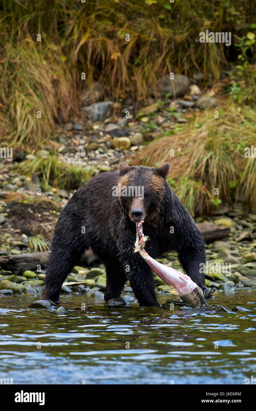 Kermode bear (Ursus americanus kermodei), also known as the 'spirit bear', British Columbia Stock Photo