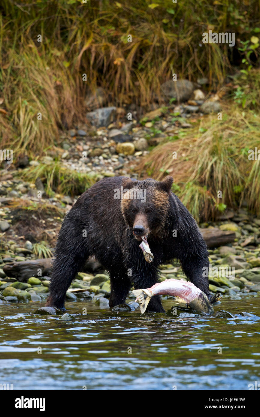 Kermode bear (Ursus americanus kermodei), also known as the 'spirit bear', British Columbia Stock Photo