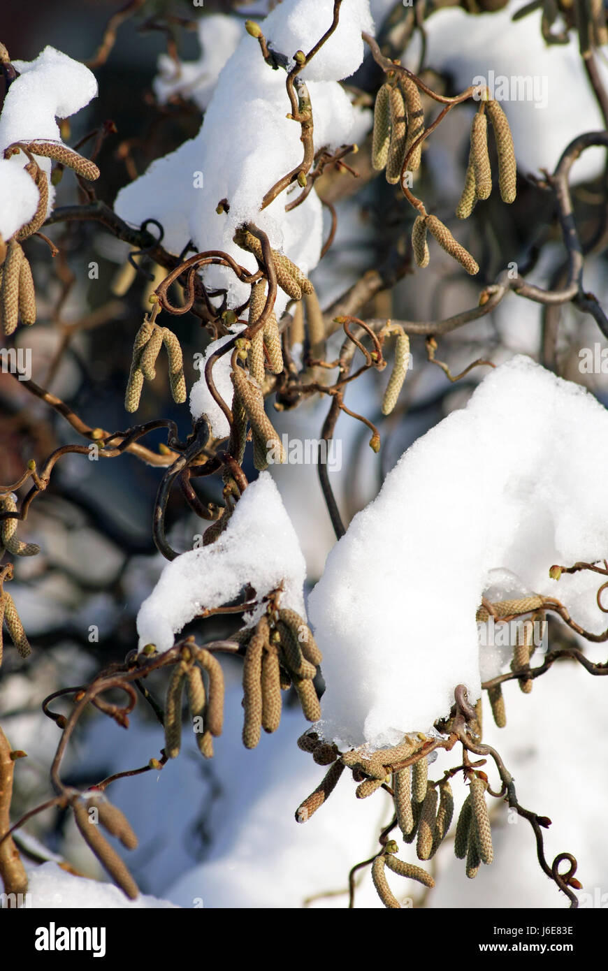 Corkscrew Filbert garden winter frost shrub corkscrew gardens filbert hazelnut snow ...