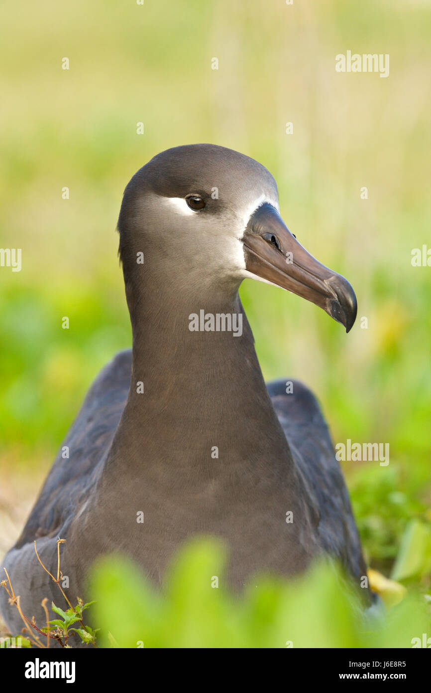 Black-footed Albatross (Phoebastria Nigripes Stock Photo - Alamy