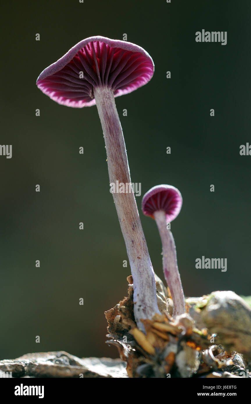 purple violet mushrooms mushroom fungus agaric edible group laccaria amethystea Stock Photo