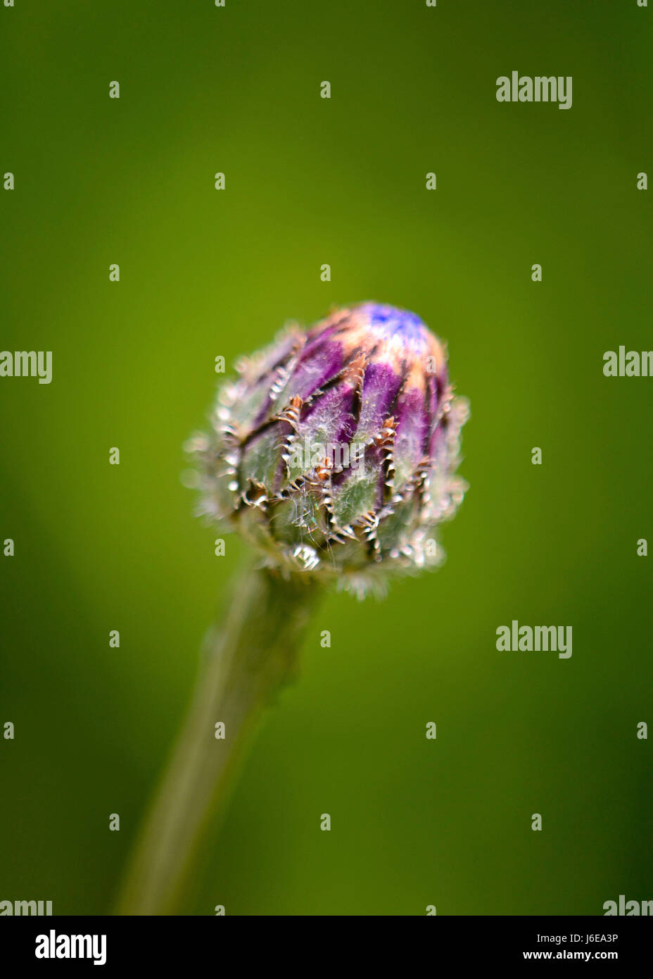 Knapweed flower bud isolated in a bright morning sun, with tall dense green foliage in soft focus at the background. Stock Photo