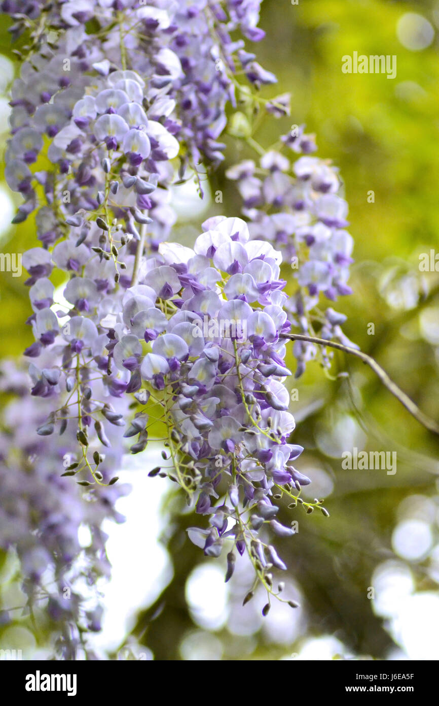 Wisteria tree isolated in a warm morning sun, with bright green trees and overcast skies in soft focus at the background. Stock Photo