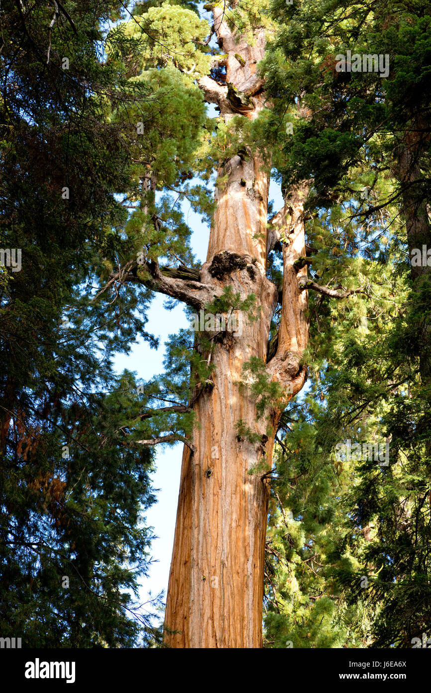 Giant sequoia trees inn the Sequoia National Park, California. Stock Photo