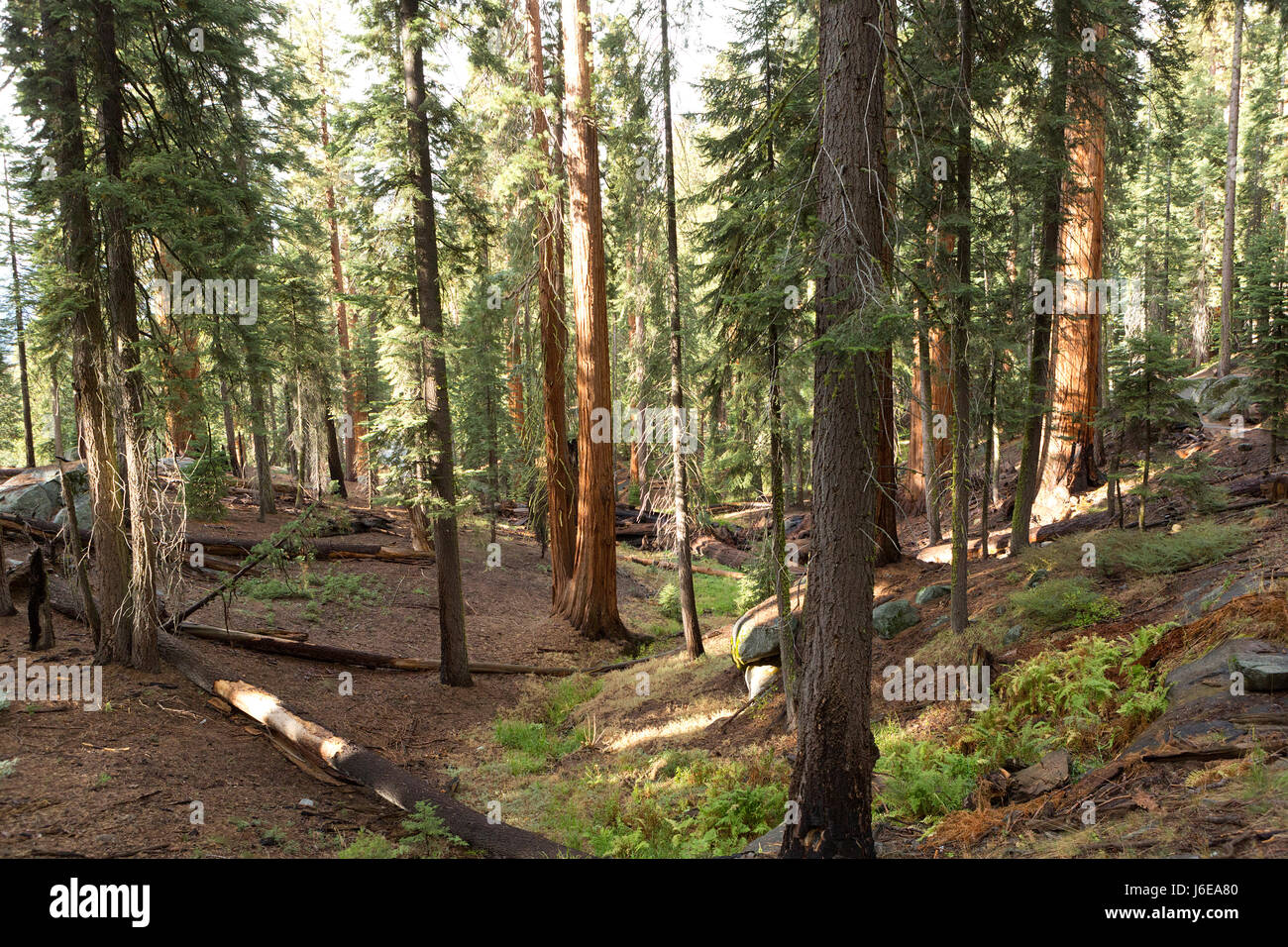 Giant sequoia trees inn the Sequoia National Park, California. Stock Photo