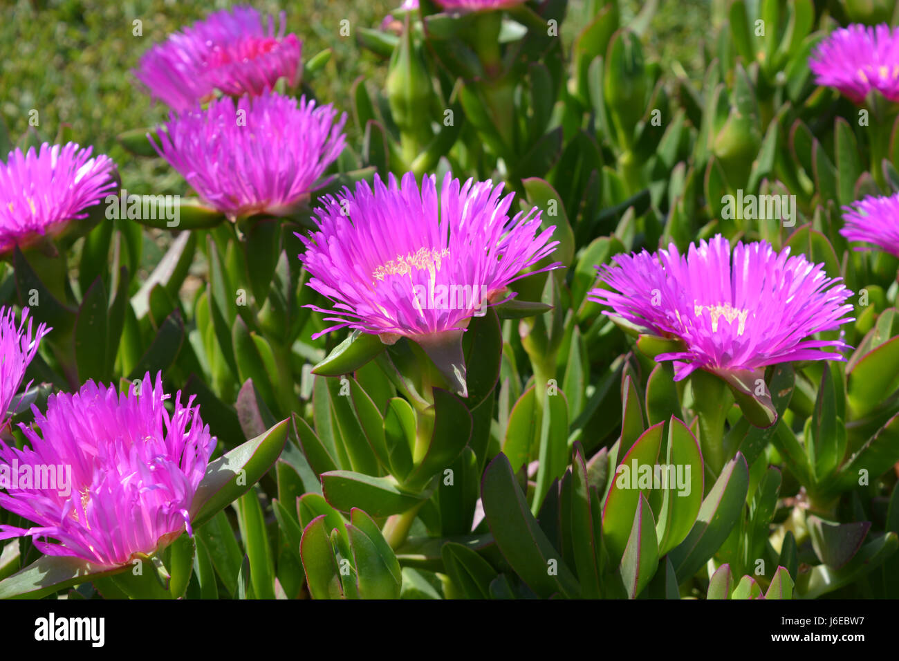 Carpobrotus, commonly known as pig face or ice plant Stock Photo
