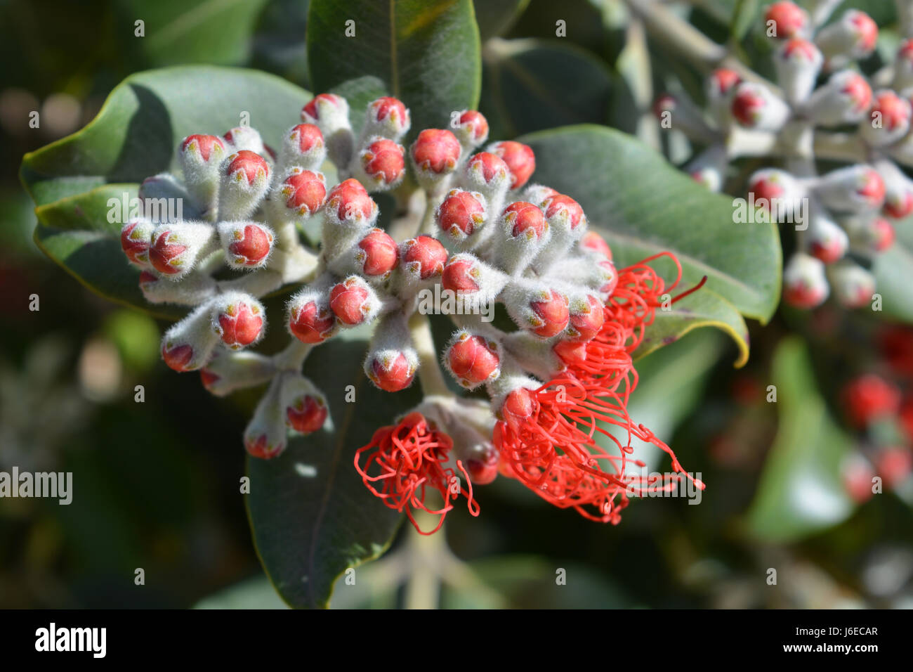 Grevillea, also known as spider flower, silky oak and toothbrush plant Stock Photo