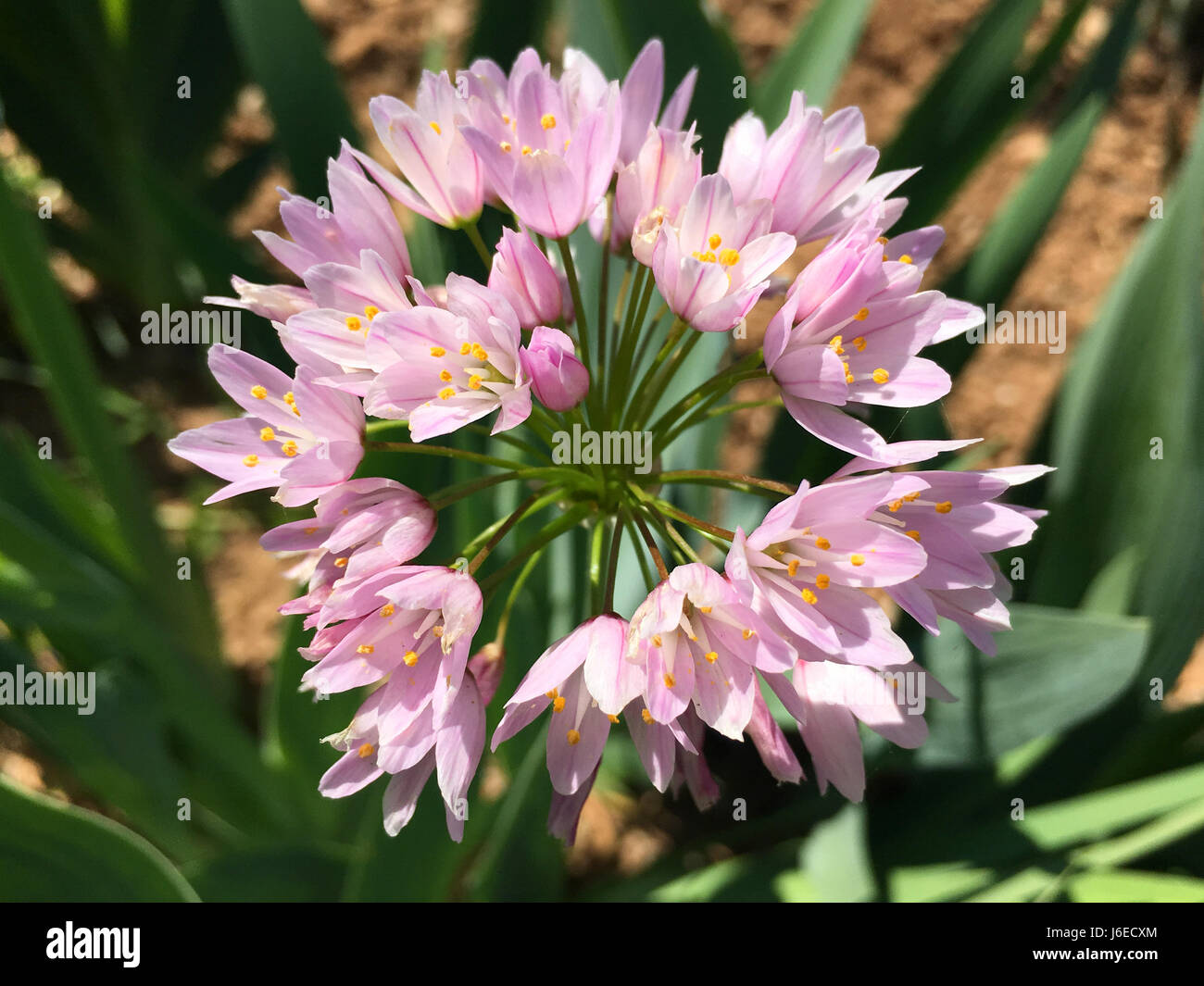 Rosy garlic, allium roseum, growing wild in Spain Stock Photo