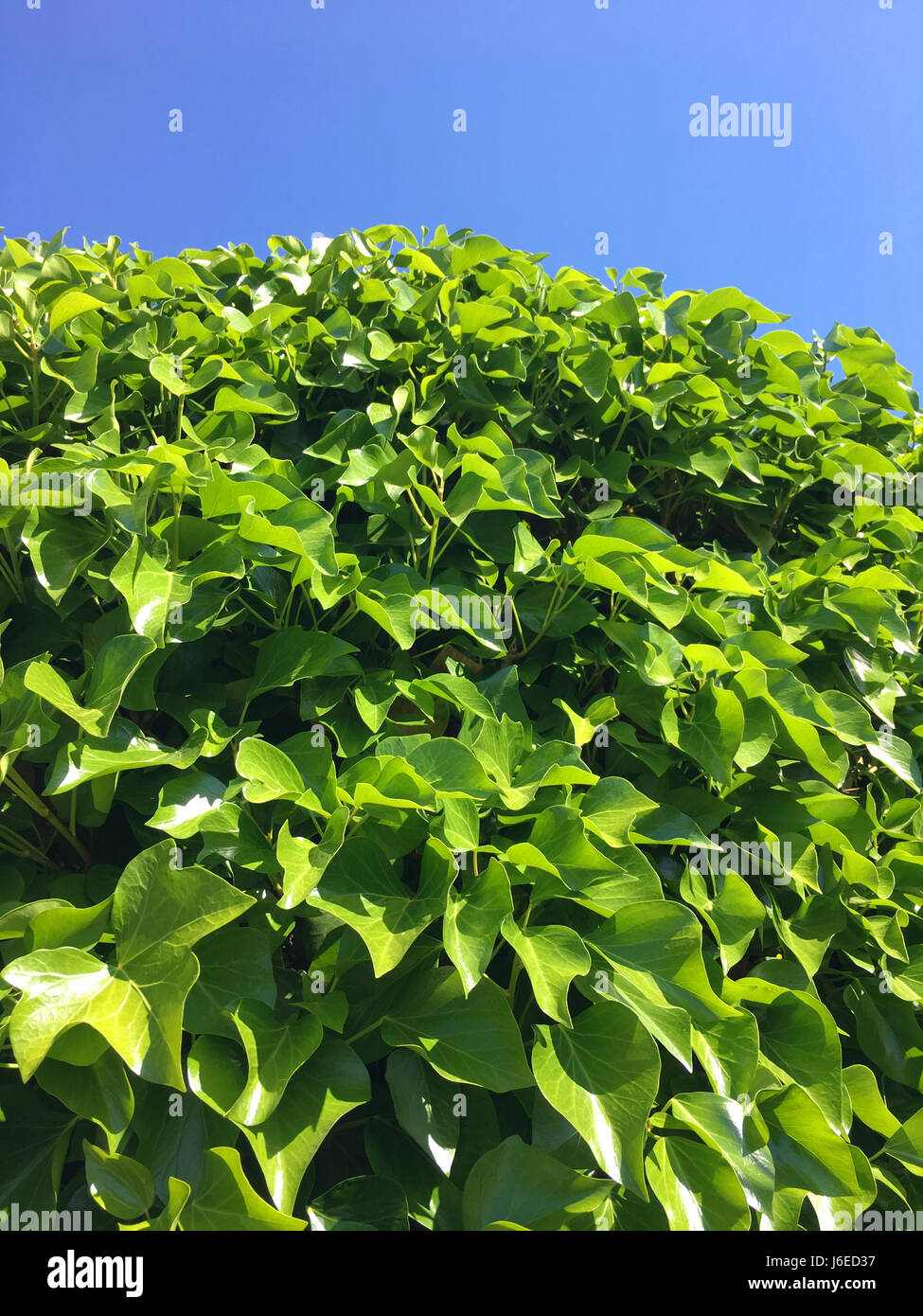 fresh green ivy leaves in Spring Stock Photo