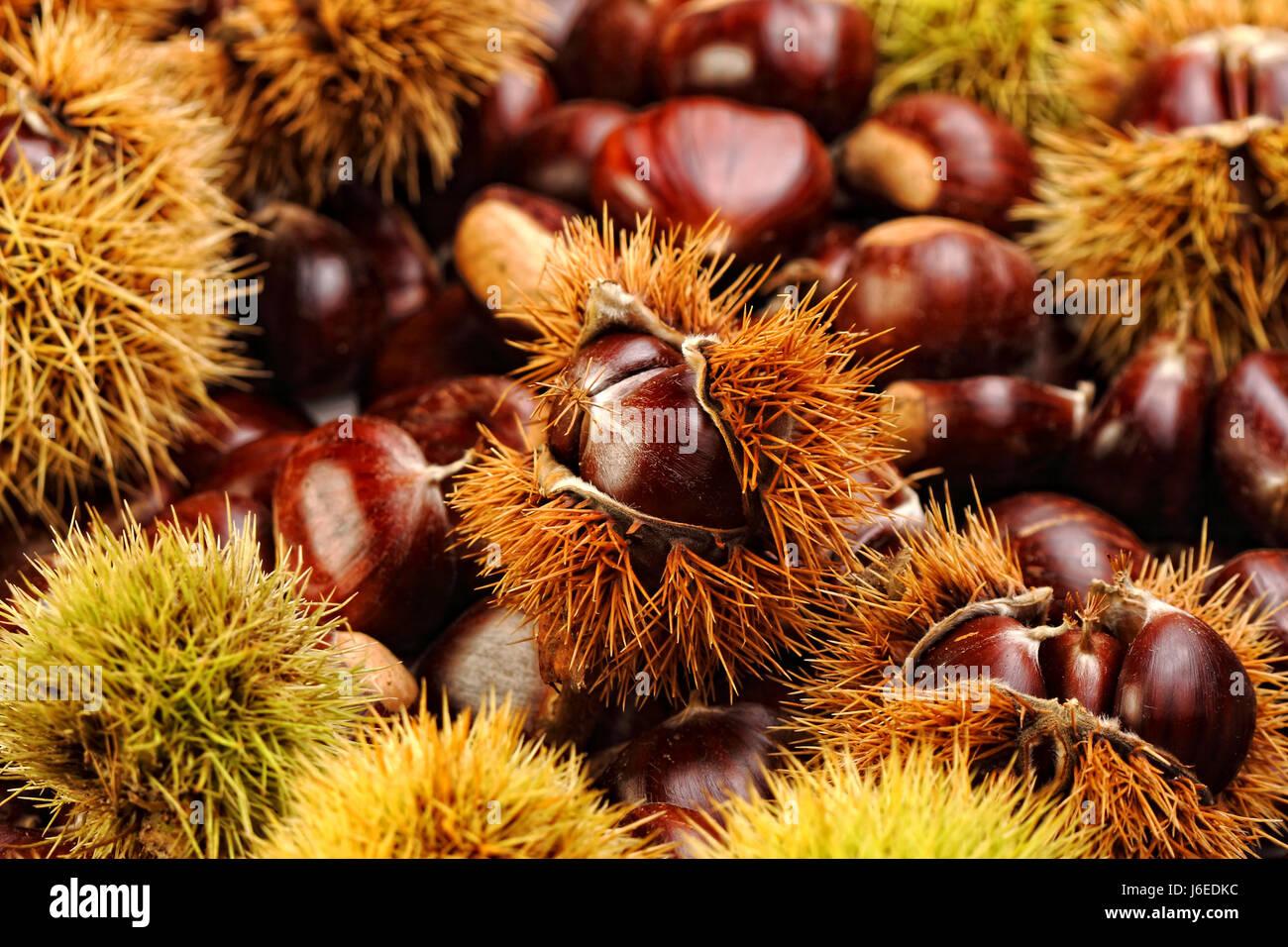food aliment nuts chestnut backdrop background nature fall autumn food ...