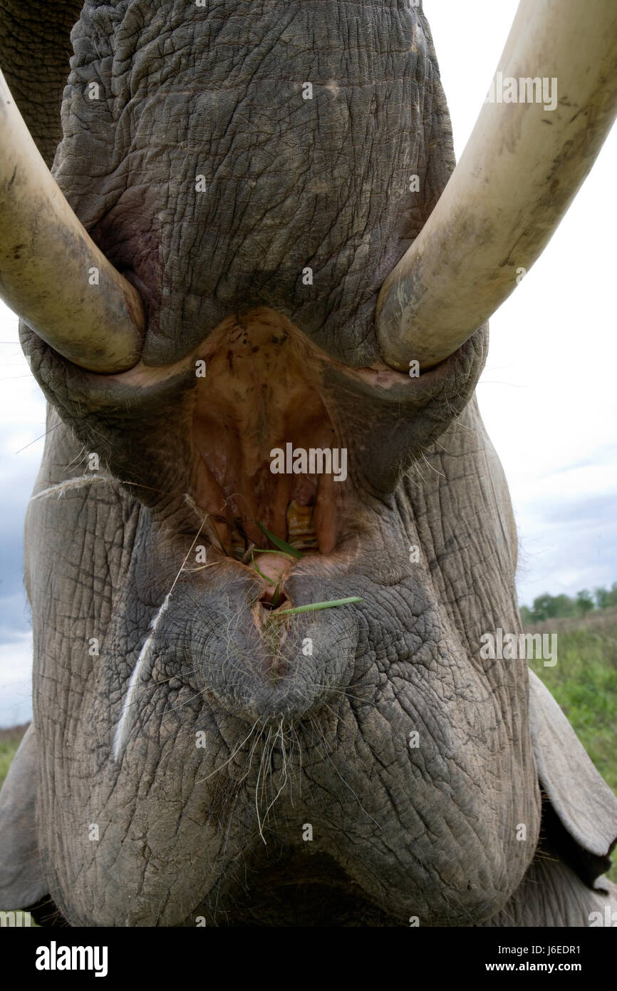 The tusks and trunk and open mouth of the Asian elephant. Very close. Unusual point of shooting. Indonesia. Sumatra. Stock Photo