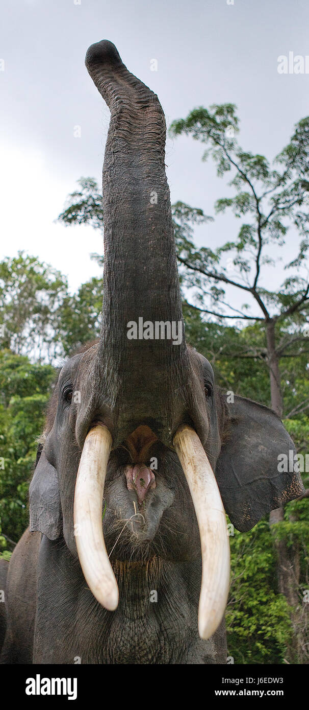 The tusks and trunk and open mouth of the Asian elephant. Very close. Unusual point of shooting. Indonesia. Sumatra. Stock Photo