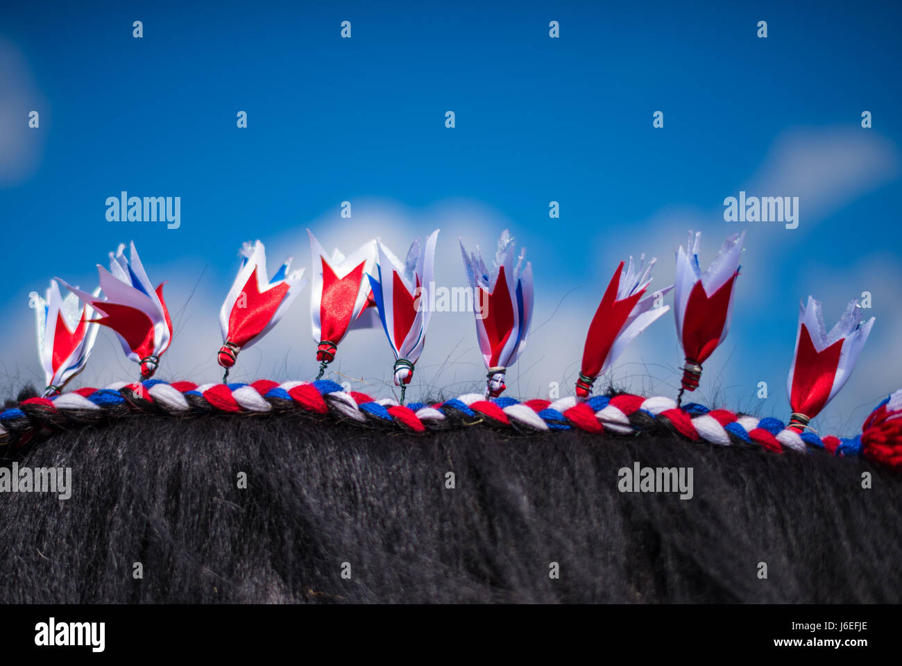 Flights & plaits on heavy horse's mane Stock Photo Alamy