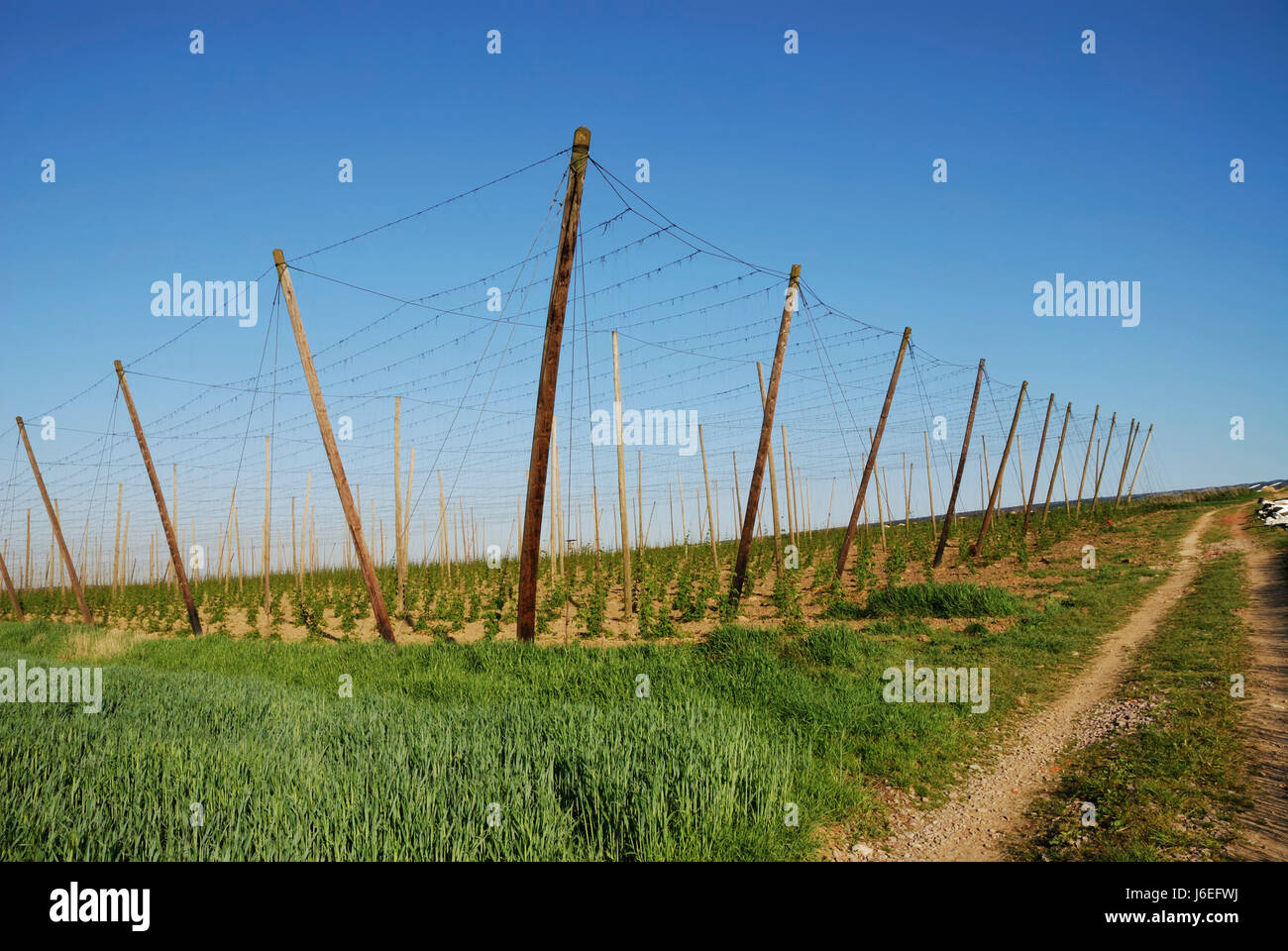 agriculture farming field harvest grow hop rural peasant plant agricultural Stock Photo