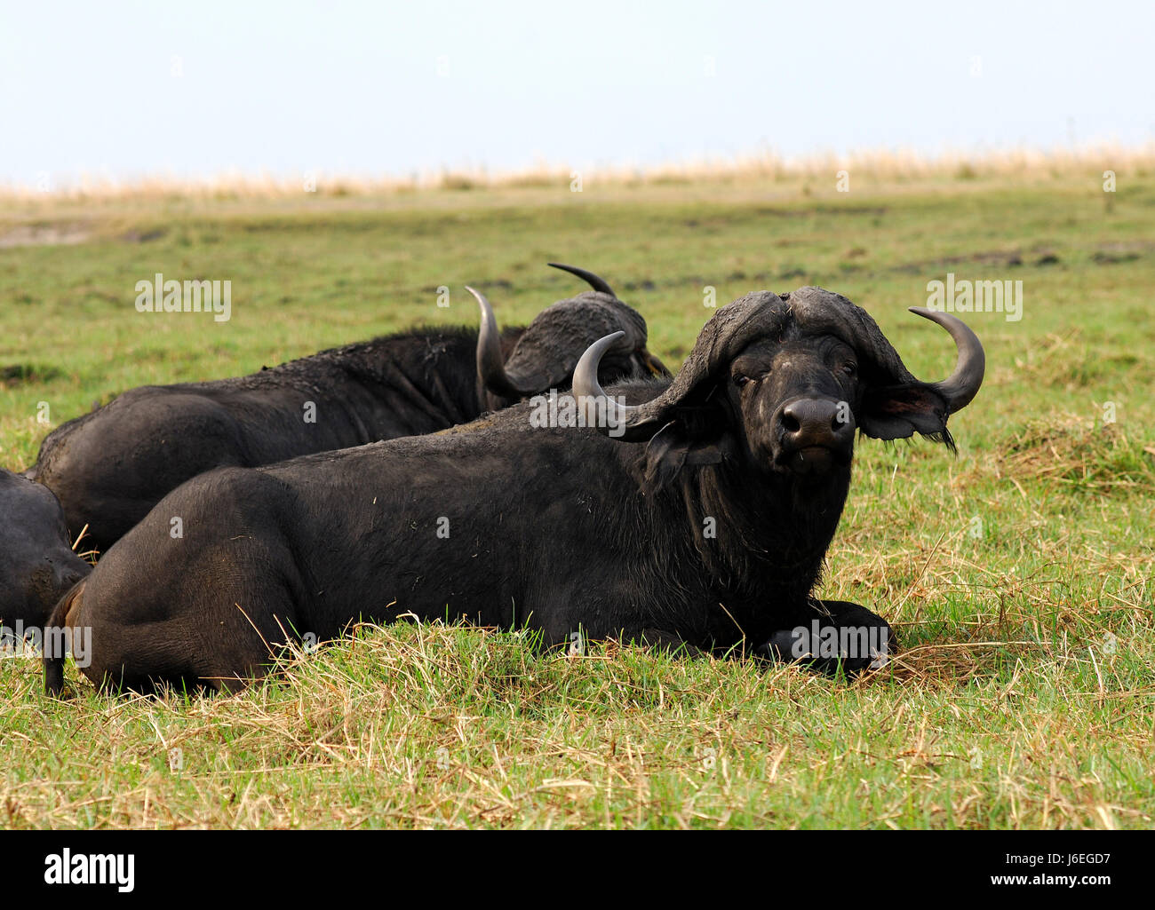 african buffalo,african buffalo,botswana Stock Photo