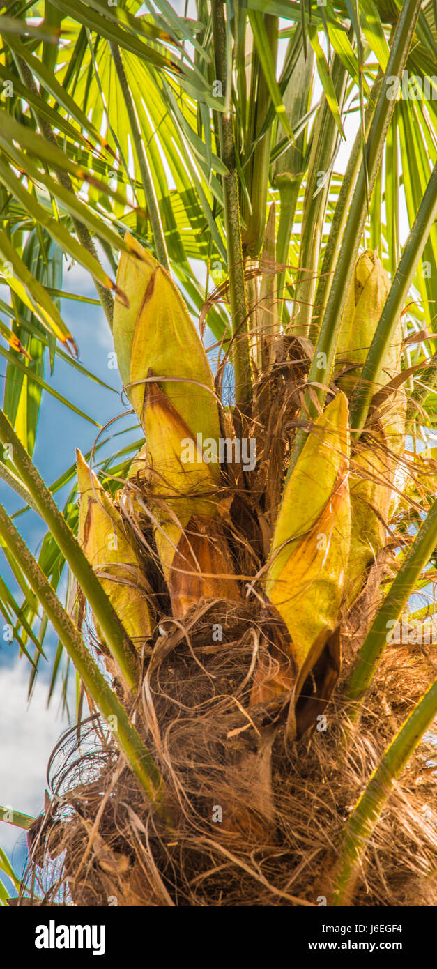 palm tree Europe England Ray Boswell Stock Photo Alamy