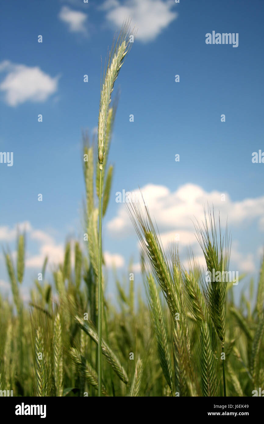 blue field wheat ears firmament sky grain cereal blue food aliment cloud field Stock Photo