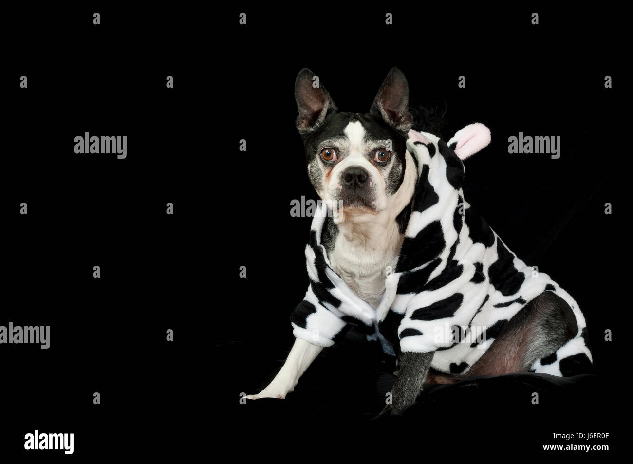 Are Boston Terriers Clingy