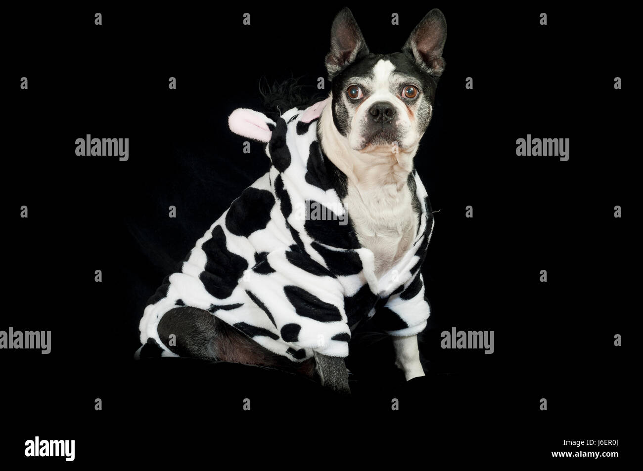 Boston terrier with costume Stock Photo - Alamy