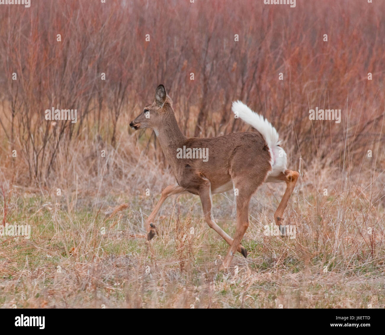 wildlife deer sport sports run running runs animal mammal wildlife deer dash go Stock Photo