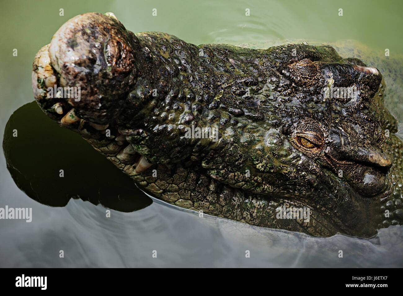 australian saltwater crocodile Stock Photo