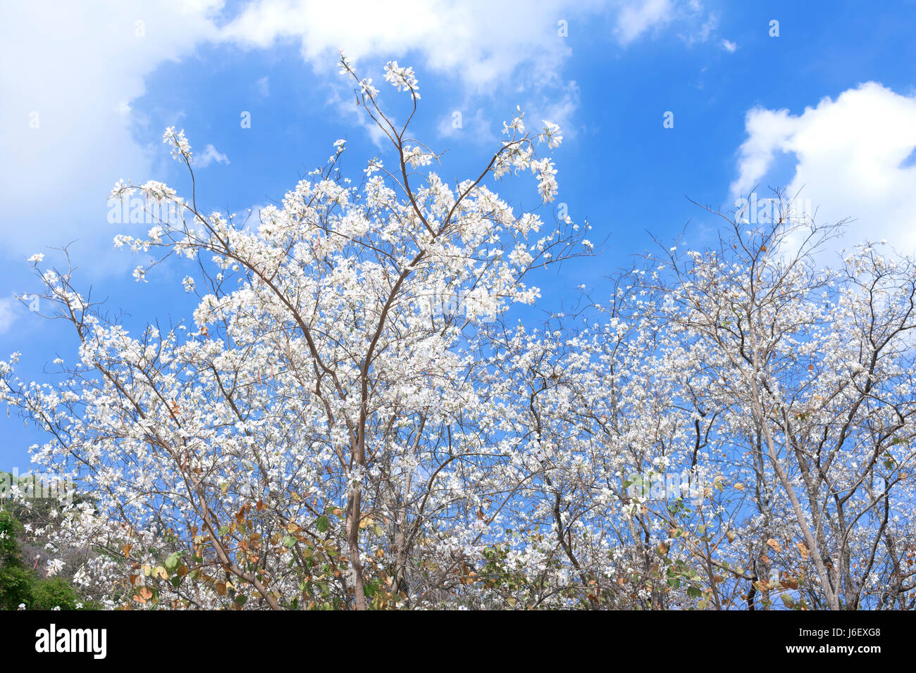 White flower tree Bauhinia variegata with blue sky Stock Photo