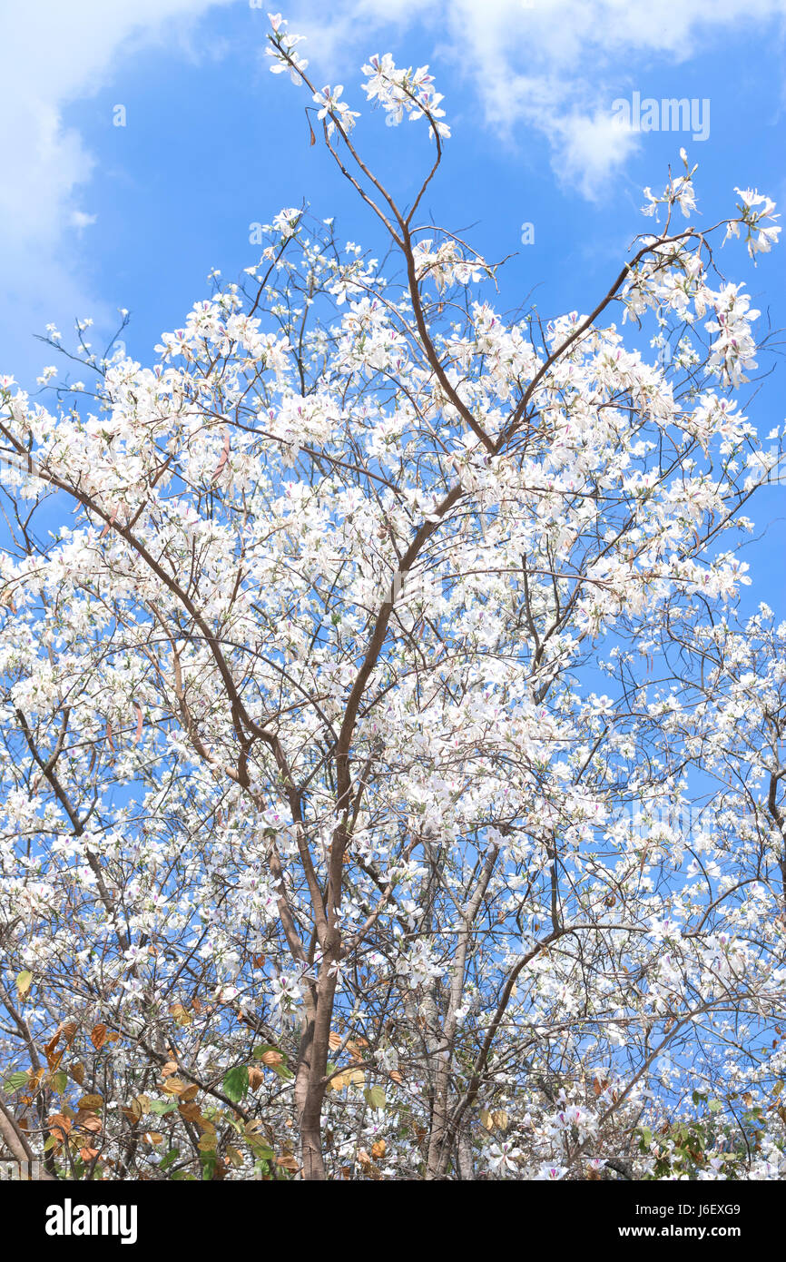 White flower tree Bauhinia variegata with blue sky Stock Photo