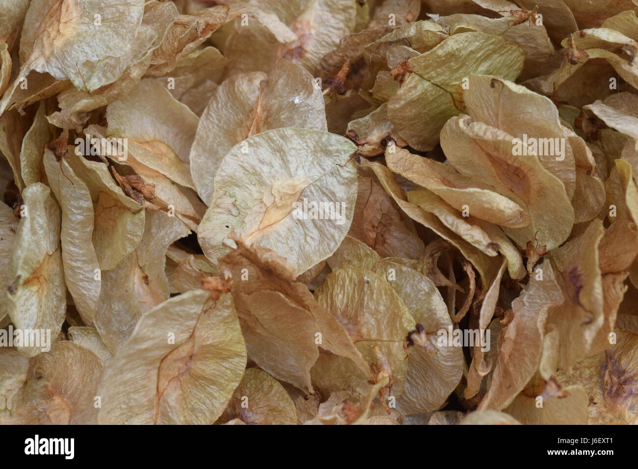 Elm tree seeds hi-res stock photography and images - Alamy